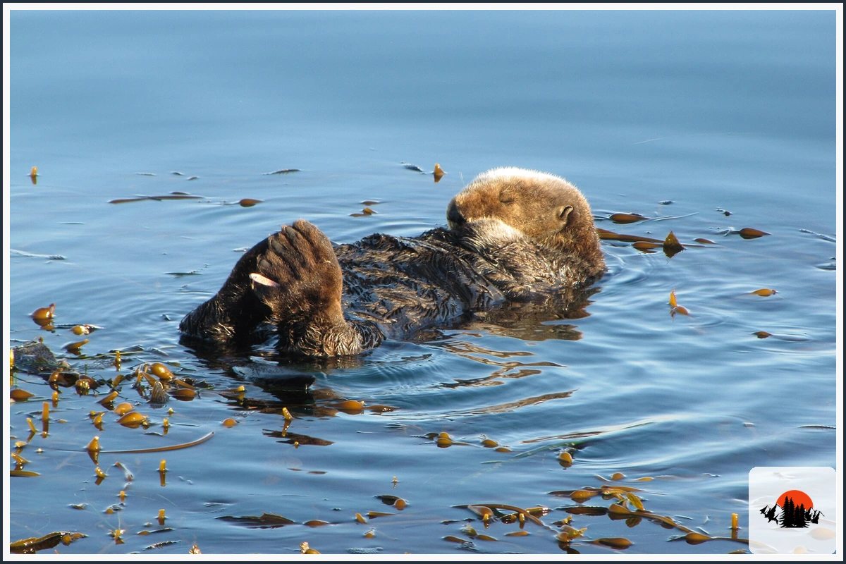 Sea Otter - type of Animals in California
