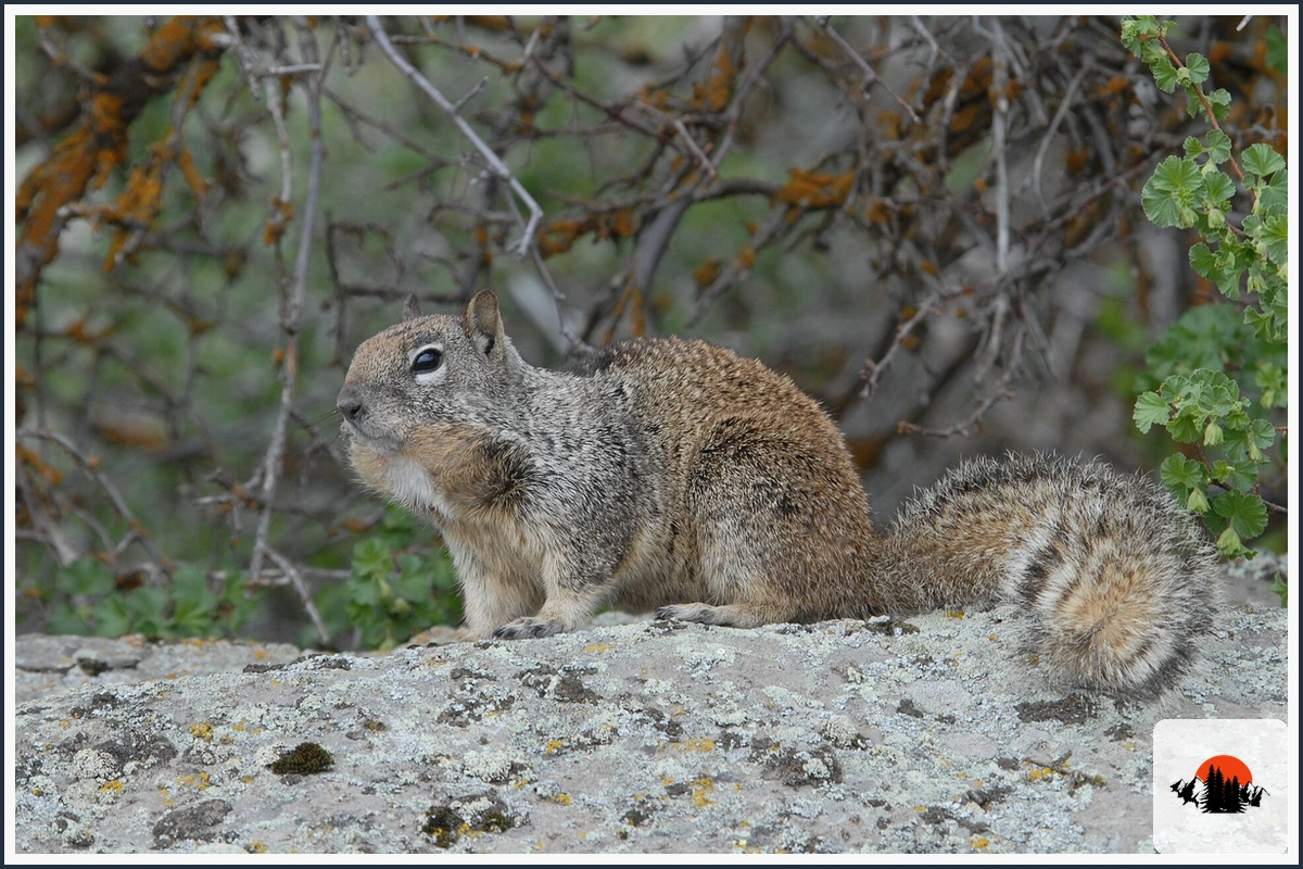 California Ground Squirrel - type of Animals in California