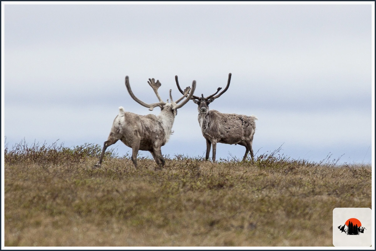 Caribou - type of Animals in Alaska