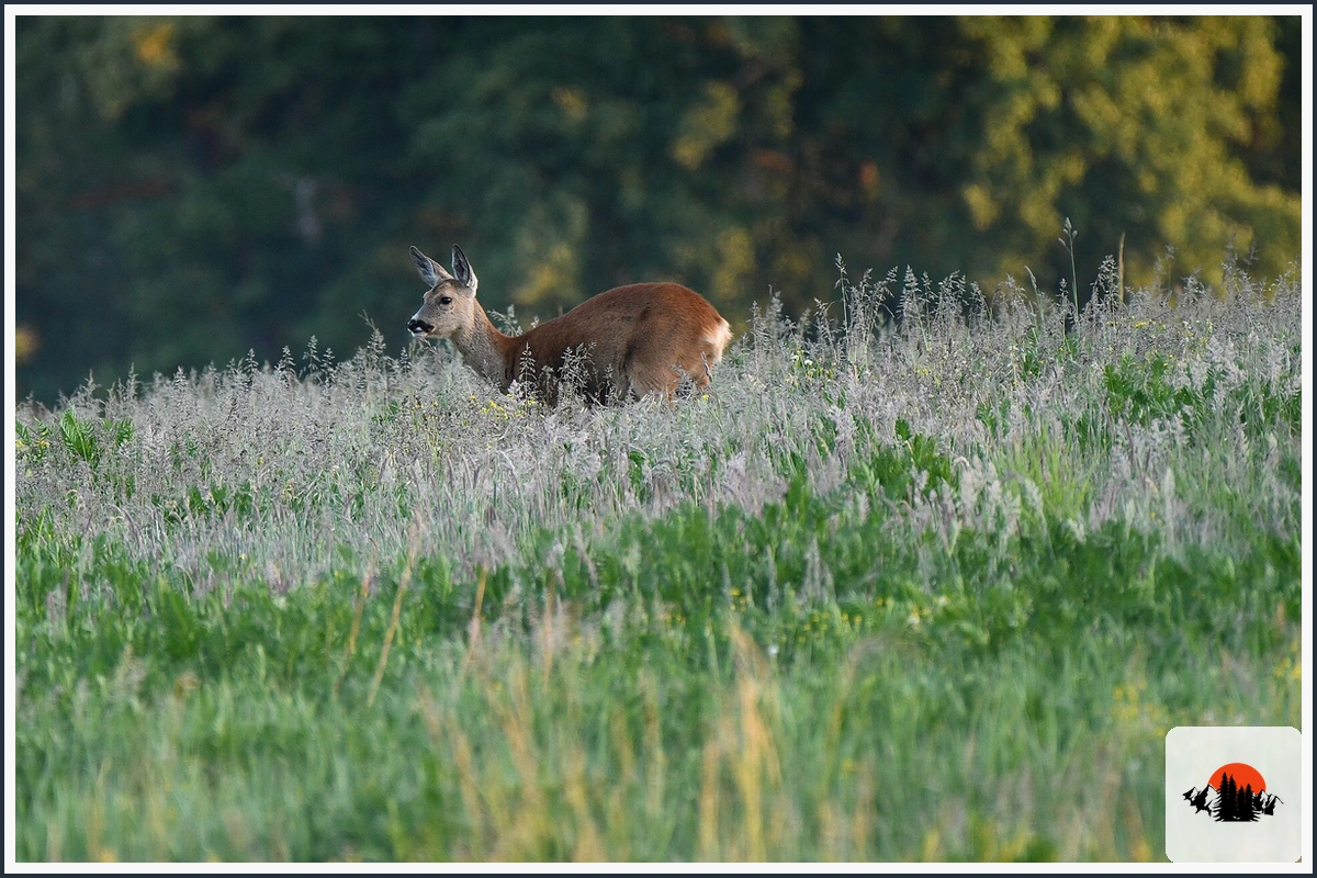 Roe Deer - type of Animals in Europe