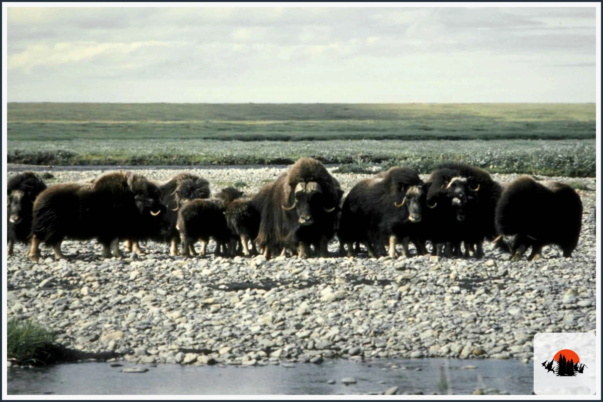 Muskox - type of Animals in Alaska
