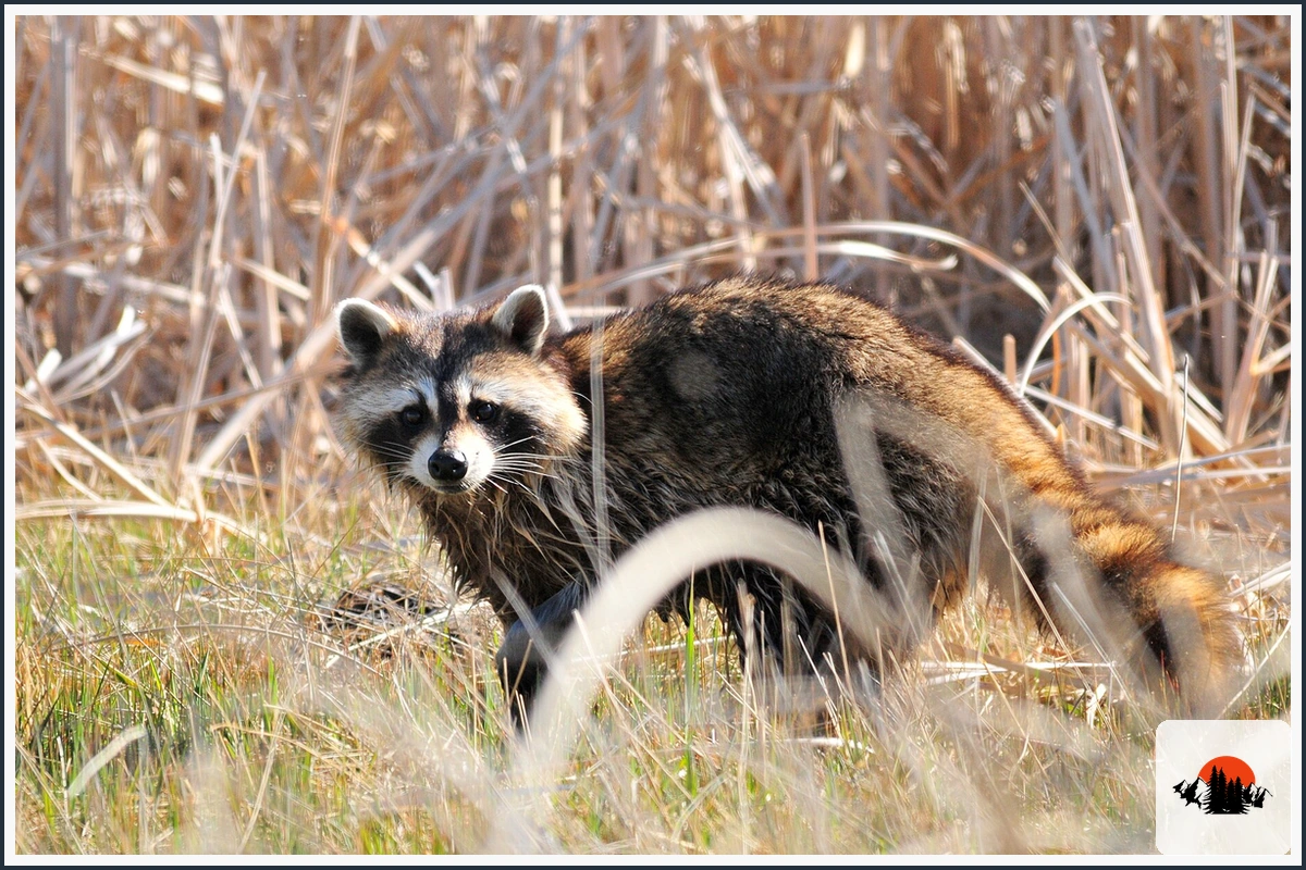 Raccoon - type of Animals in Texas