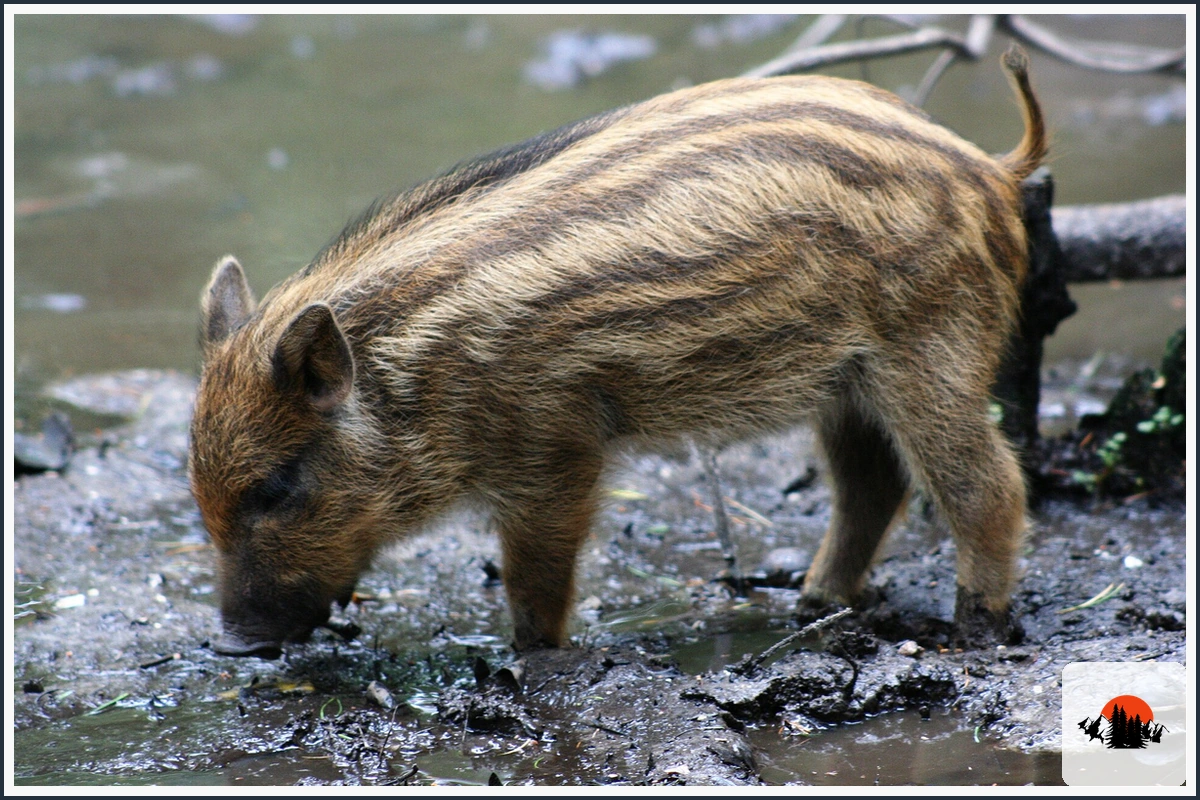 Wild Boar - type of Animals in Europe