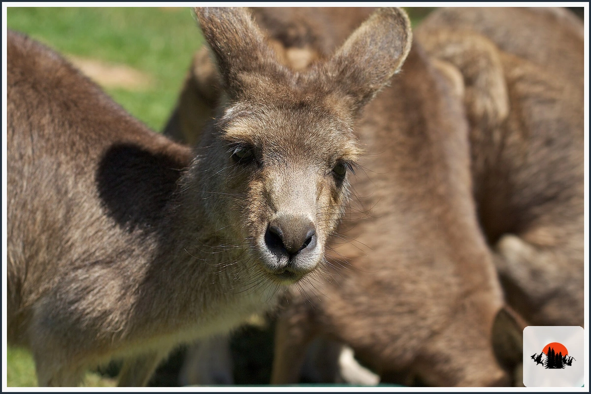 Eastern Grey Kangaroo - type of Animals in Australia