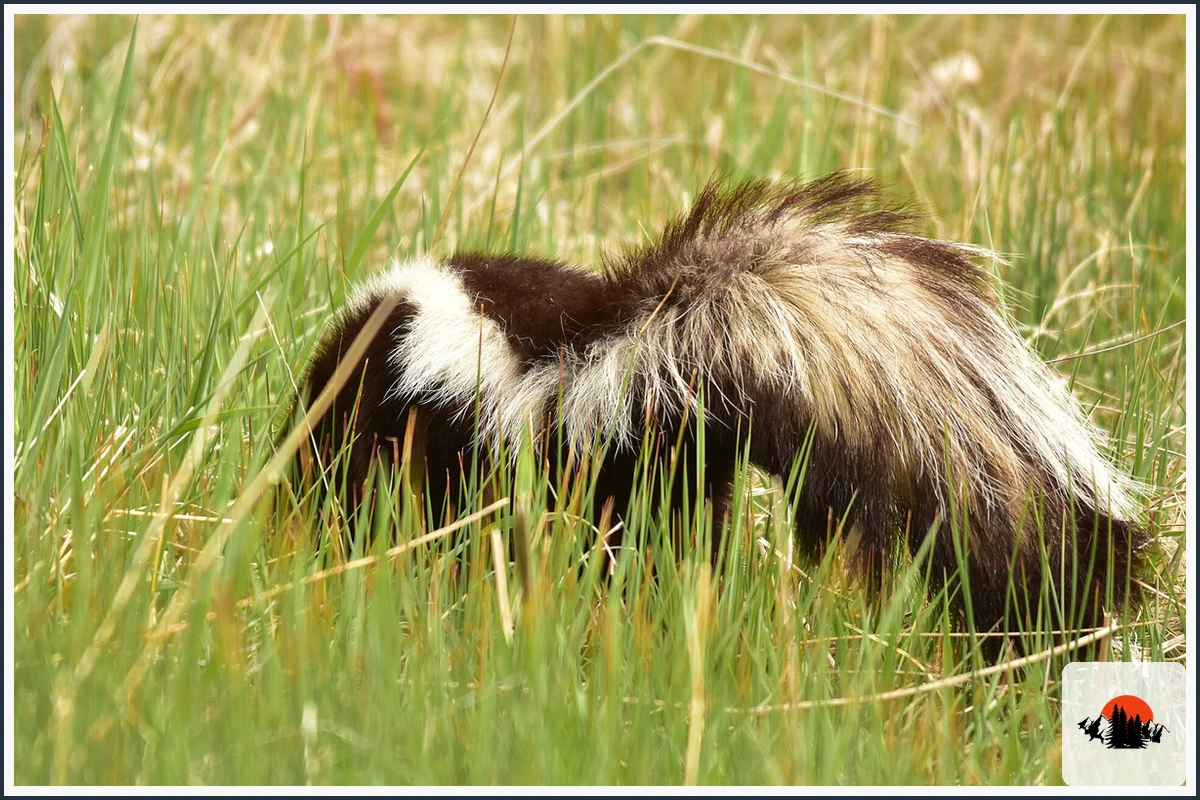 Striped Skunk - type of Animals in Texas