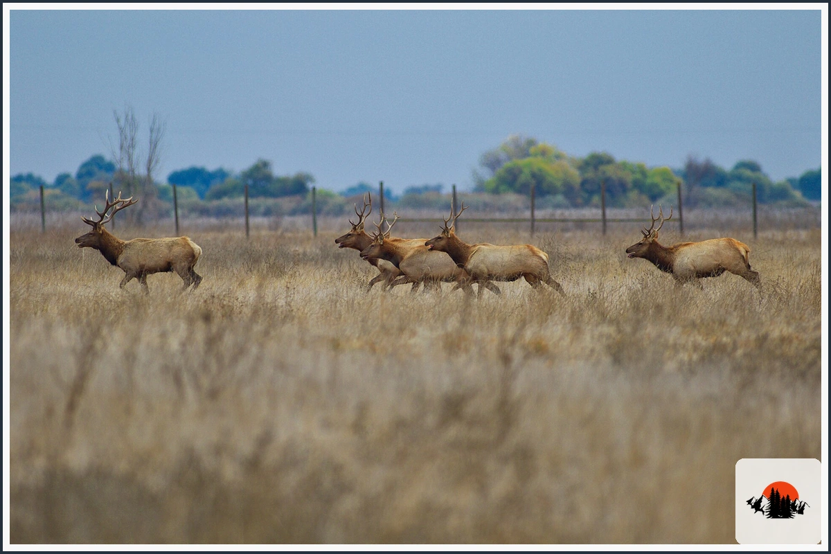 Tule Elk - type of Animals in California