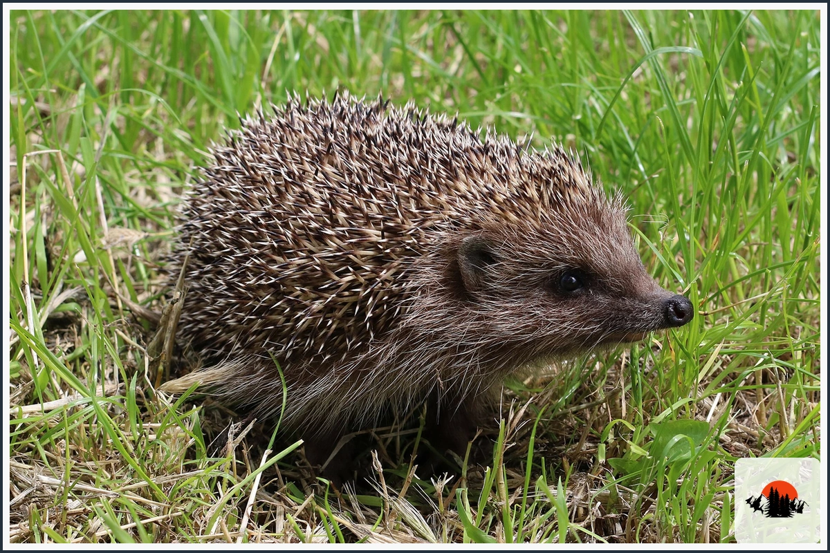 European Hedgehog - type of Animals in Europe