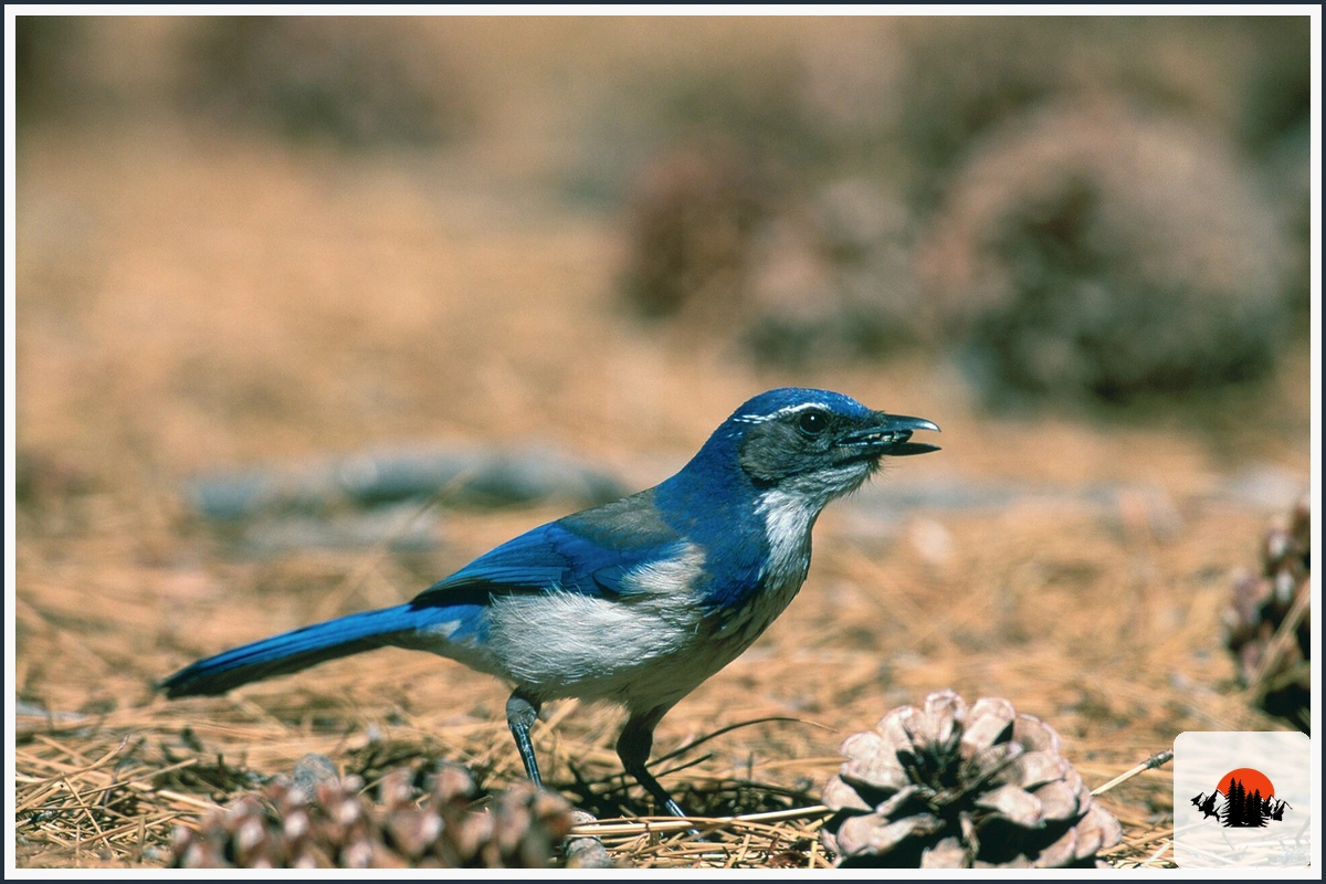 California Scrub-Jay - type of Animals in California