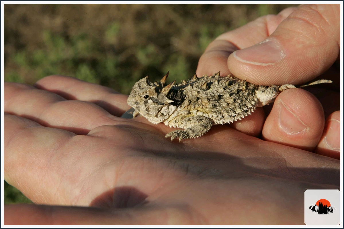 Texas Horned Lizard - type of Animals in Texas
