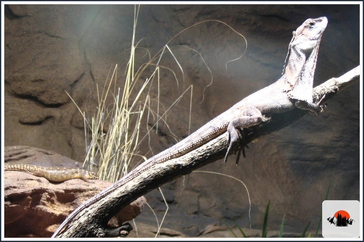 Frilled Lizard - type of Animals in Australia