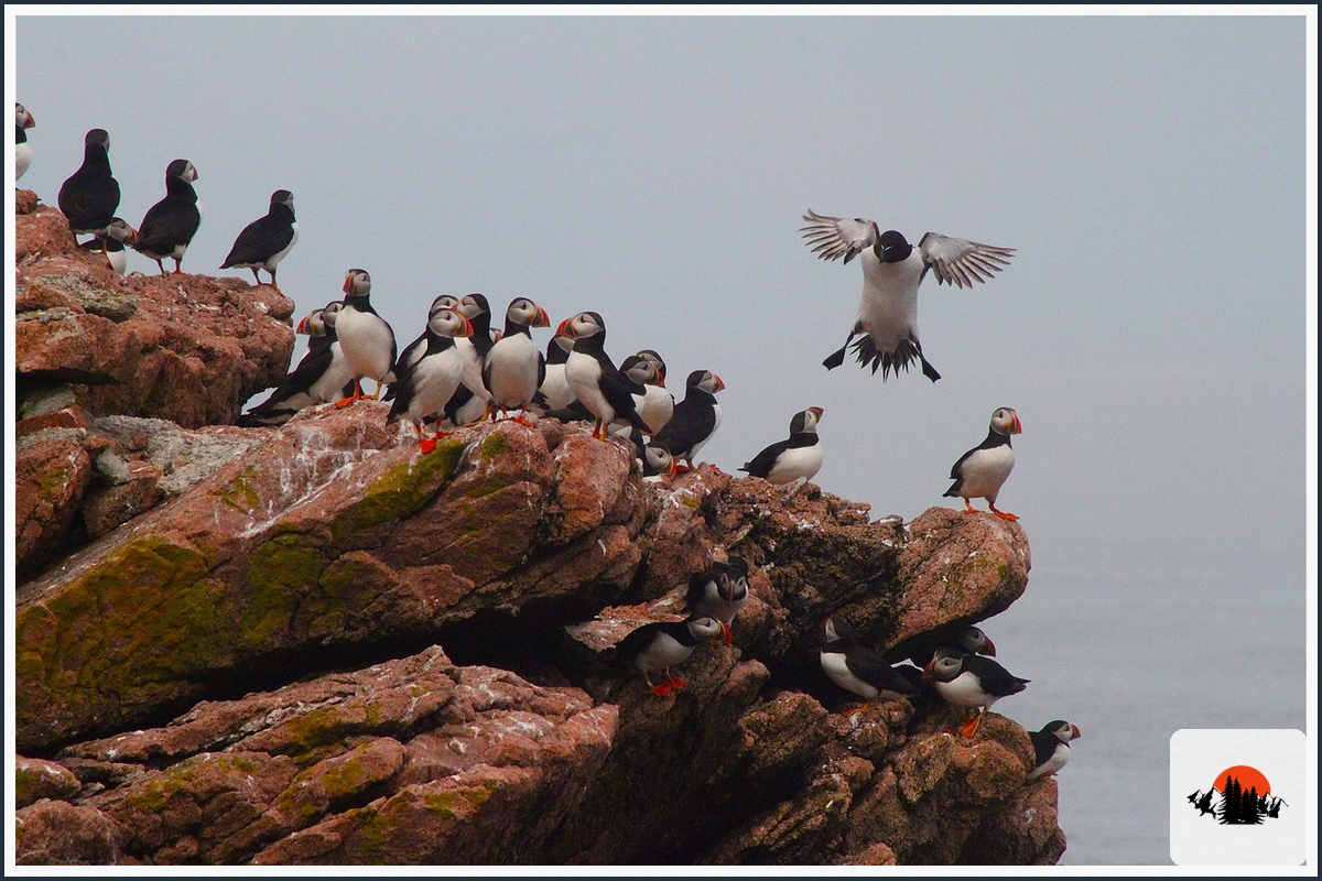 Atlantic Puffin - type of Animals in Europe
