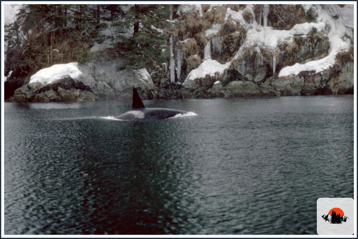 Orca - type of Animals in Alaska