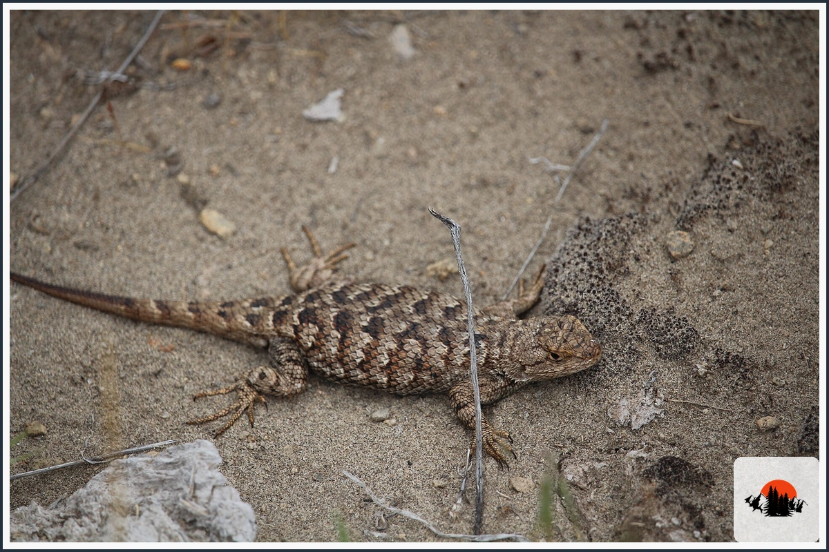Western Fence Lizard - type of Animals in California