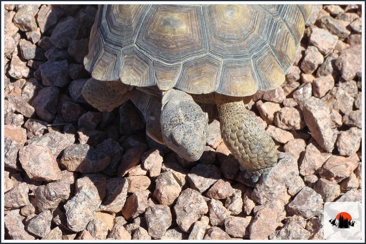 Desert Tortoise - type of Animals in California