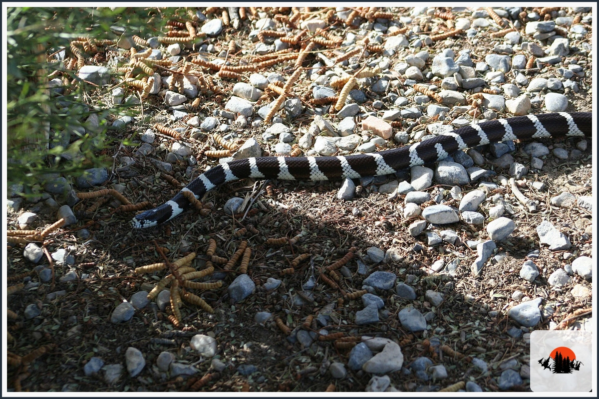 California Kingsnake - type of Animals in California