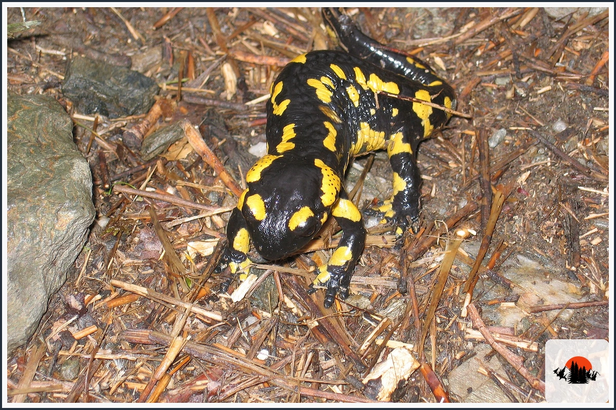Fire Salamander - type of Animals in Europe