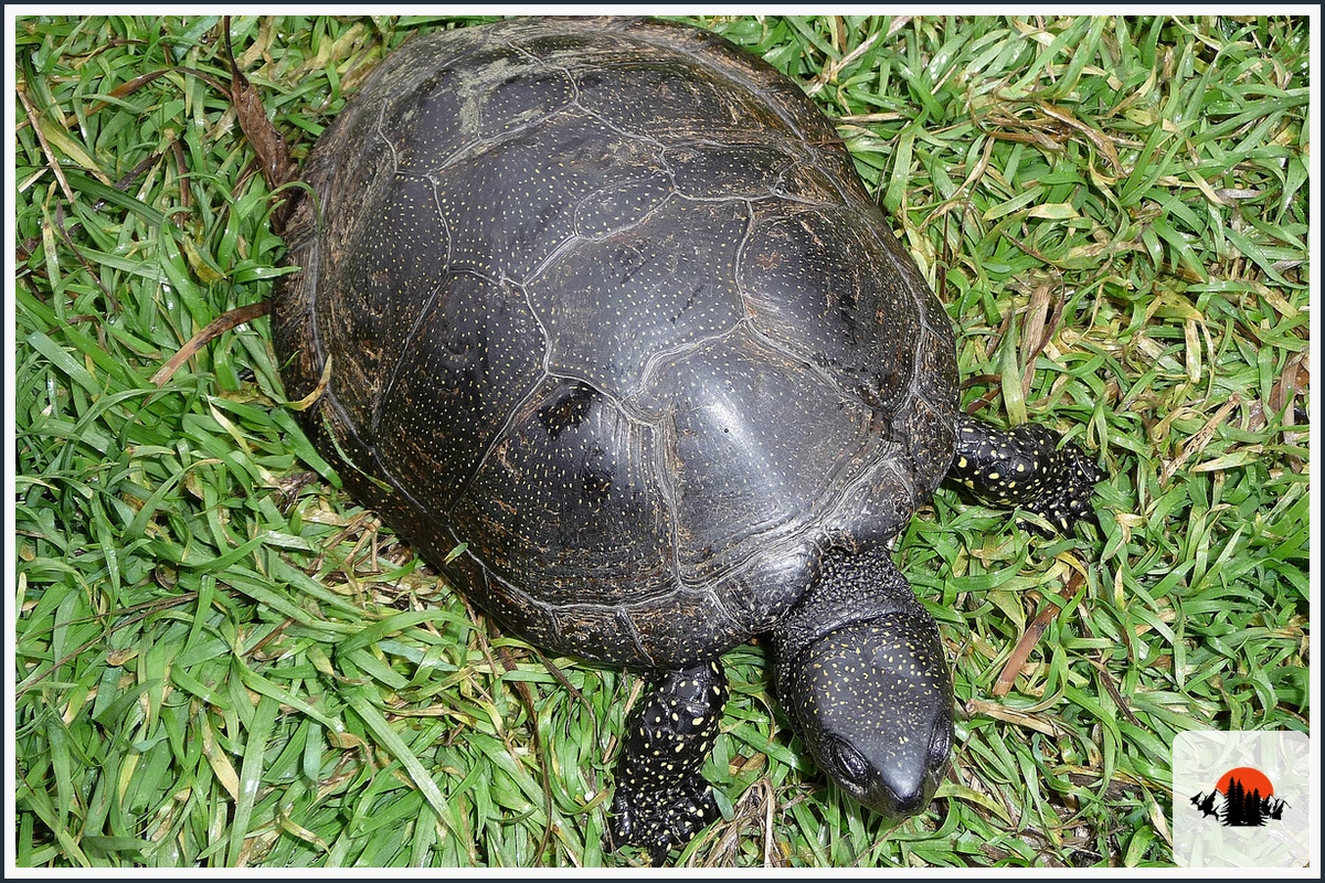 European Pond Turtle - type of Animals in Europe