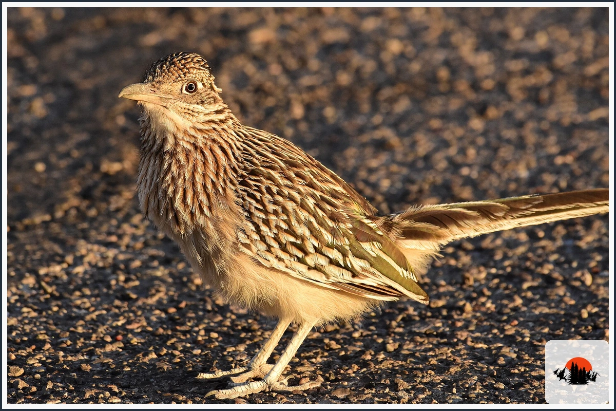 Greater Roadrunner - type of Animals in Texas