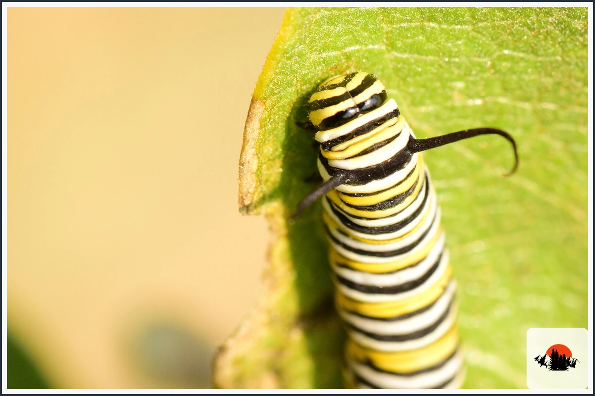 Monarch Butterfly - type of Animals in Texas