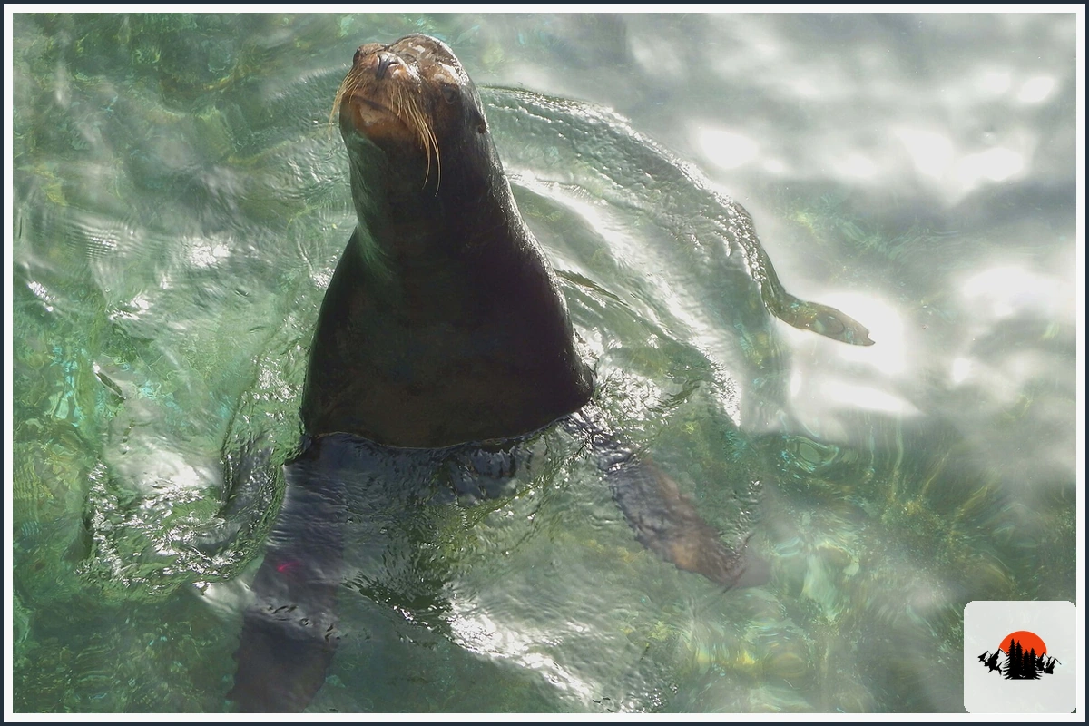 California Sea Lion - type of Animals in California