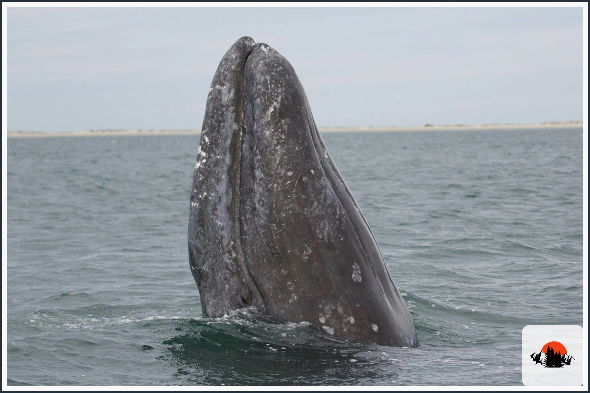 Gray Whale - type of Animals in California