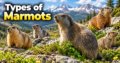 Types-of-Marmots