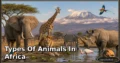 40 Types of Animals in Africa: Species, Feeding Habits, Habitats, and Unique Traits