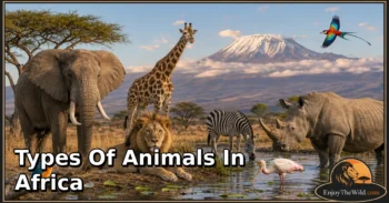 40 Types of Animals in Africa: Species, Feeding Habits, Habitats, and Unique Traits