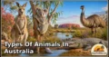 25 Types of Animals in Australia: Amazing Species, Natural Habitats, and Interesting Facts