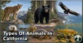 40 Types of Animals in California: Complete Guide to Species, Habitat, Diet, and Behavior