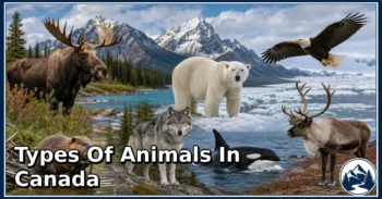 25 Types of Animals in Canada: Species Guide: Appearance, Food, Lifestyle, and Facts