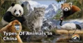30 Types of Animals in China: Amazing Species, Natural Habitats, and Interesting Facts