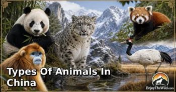 30 Types of Animals in China: Amazing Species, Natural Habitats, and Interesting Facts