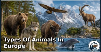 30 Types of Animals in Europe: Amazing Species, Natural Habitats, and Interesting Facts