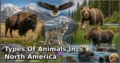 30 Types of Animals in North America: Complete Guide to Species, Habitat, Diet, and Behavior