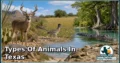 29 Types of Animals in Texas: Discover Their Types, Characteristics, and Natural World