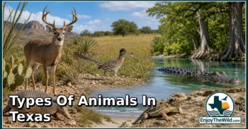 29 Types of Animals in Texas: Discover Their Types, Characteristics, and Natural World