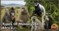 37 Types of Monkeys in Africa: Species Guide: Appearance, Food, Lifestyle, and Facts