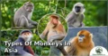 25 Types of Monkeys in Asia: Complete Guide to Species, Habitat, Diet, and Behavior