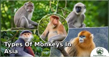 25 Types of Monkeys in Asia: Complete Guide to Species, Habitat, Diet, and Behavior
