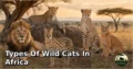10 Types of Wild Cats in Africa: Complete Guide to Species, Habitat, Diet, and Behavior