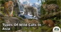18 Types of Wild Cats in Asia: Discover Their Types, Characteristics, and Natural World