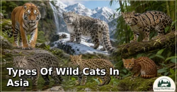 18 Types of Wild Cats in Asia: Discover Their Types, Characteristics, and Natural World